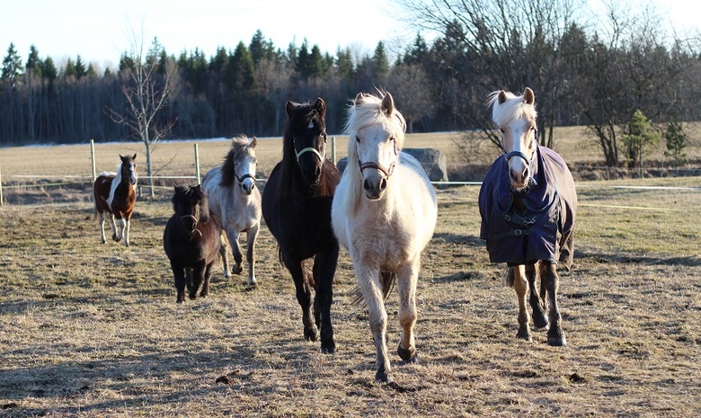 Elysee Stables poneis